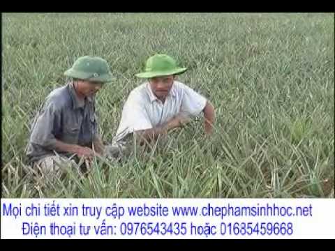 Thử Nghiệm Mô Hình Trồng Dứa (Thơm) Tại Tỉnh Ninh Bình