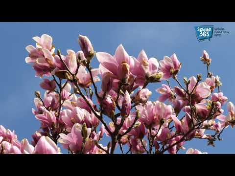 Virágzik a szegedi Liliomfa