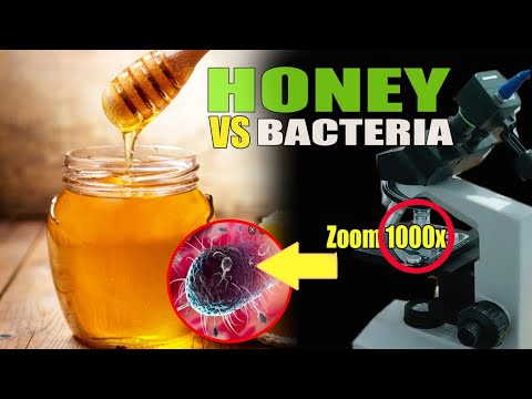 zoom honey vs bacteria under a microscope