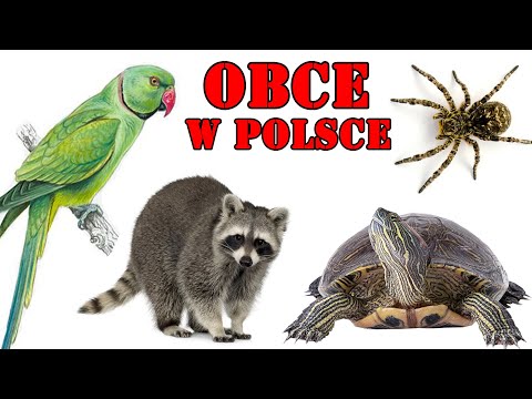 ALIENS | Invasive Animal Species in POLAND