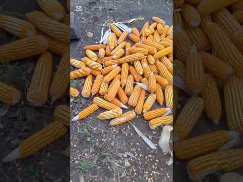 Fundo Los 3 Robles.                           Las Mercedes del Llano (Guárico).