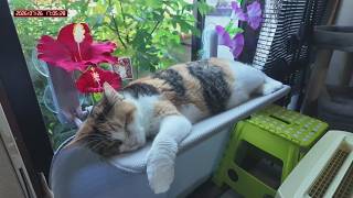 三毛猫フミちゃん　 LIVE配信　2026年7月26日　calico cat　(LIVE stream)