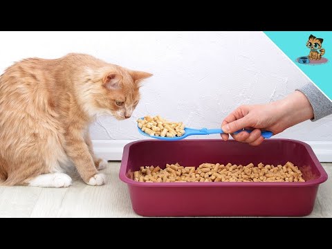 The 8 Biggest Cat Litter Box Mistakes (AVOID THEM)