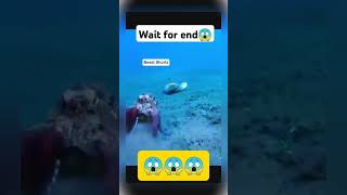 Octopus attack on crab😱 #wildlife #nature #animal #octopus #crap #attack