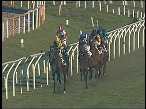 Galoppo 28/12/2016 - 1ª corsa