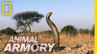 Aiming for the Eyes | Animal Armory