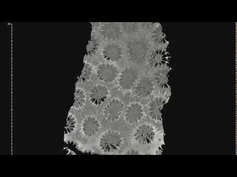 Mountainous Star Coral (Orbicella faveolata) CT scan