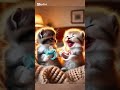 Komik Kediler Videoları Telefon Araması Cat