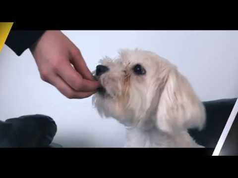 Plan&egrave;te Hollywouf video.