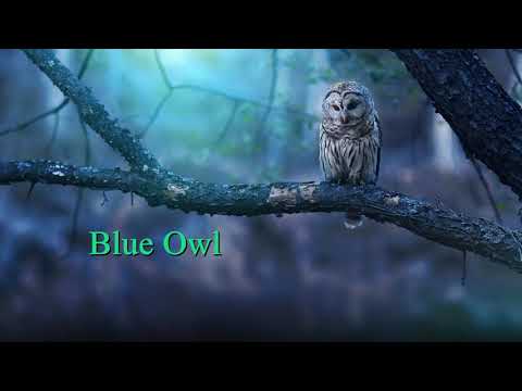 Ovel Rute - Blue Owl (Original Mix)
