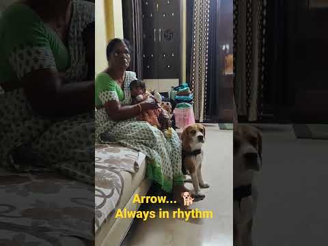 Arrow Cuteness overloaded with his rhythm!! #dog #dogshorts #doglover #dogs #beagle #beagles #trend
