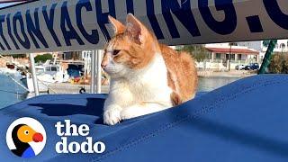 Kitten Shows Up On Couple's Boat And Stays Forever | The Dodo by The Dodo