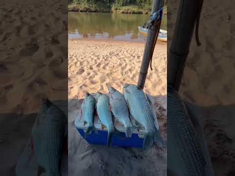 Resumo do rio ivai tapira pr (2025)