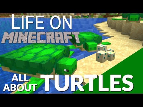 Avomance - All About the Turtle in Minecraft & Turtle Eggs | How Turtle Eggs Hatch & How to get a Turtle Shell