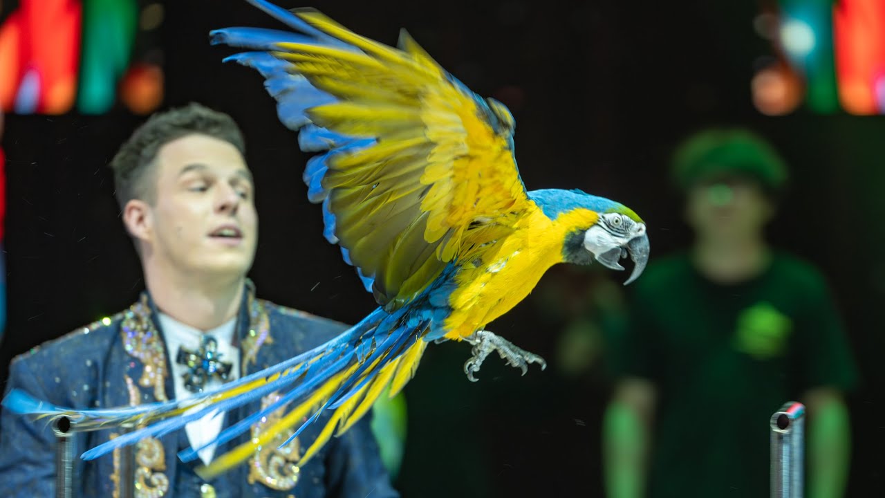Попугаи Ара: Как Обучают Птиц Для Цирковых Представлений?
