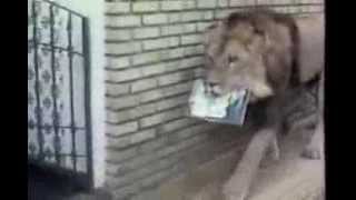 O Leão comemora 34 anos   Parte 3