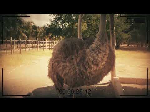 Granja de Avestruces, Granma, Fitcuba2026