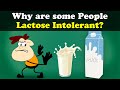 Why are some People Lactose Intolerant? + more videos | #aumsum #kids #science #education #children