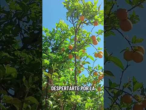 ricas naranjas agradecido con dios y la vida reflexiones rancho El Durazno Atolinga Zacatecas