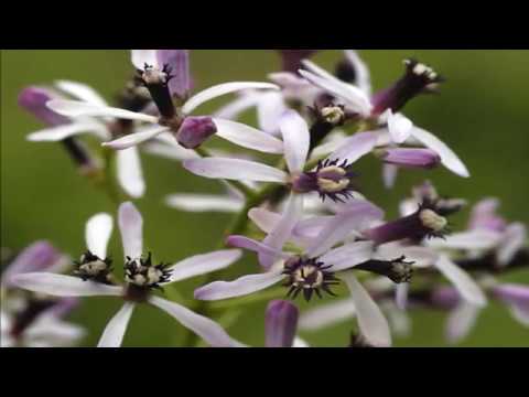 Sầu đông trước ngõ - Minh Thanh