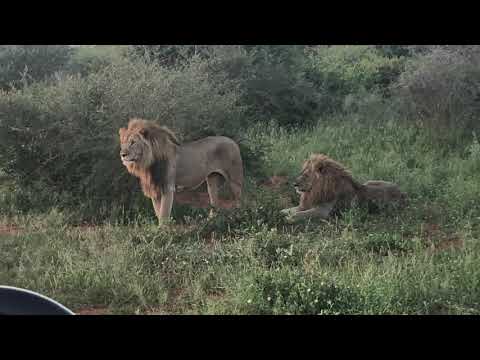 lion brothers editted