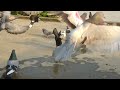 Kobitar video #pigeon #video