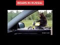 American Bears VS Russian Bears MEME