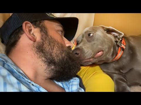 Quand vos chiens sont nés pour être vos meilleurs amis 🤣funny dog and human