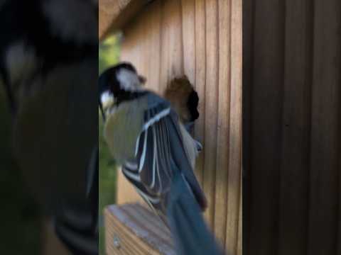 冬にシジュウカラの巣箱をどこに置くか？この鳥を引き寄せるには何を入れたらいいでしょうか？従うべき 3 つの重要なヒント  庭園