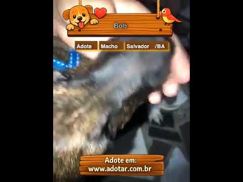 Vídeo de Bob