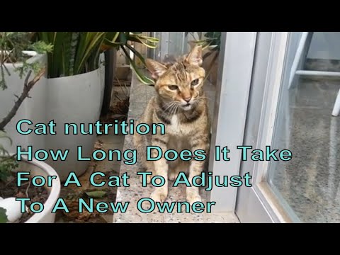 Cat nutrition - How Long Does It Take For A Cat To Adjust To A New Owner