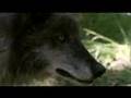 Friends for Life (DVD by Grizzly Adams Productions)