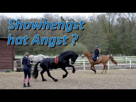 , title : 'Showhengst kann nicht mit anderen Pferden in der Bahn geritten werden - Ariane Telgen hilft'