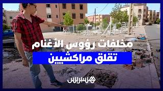 انتشار مخلفات رؤوس الأغنام بمراكش يثير مخاوف الساكنة ويعيد إشكالات النظافة والصحة thumbnail