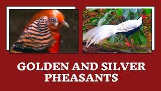 Golden and Silver Pheasants, Palakkad 