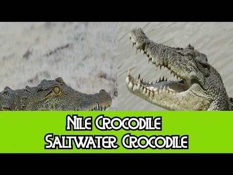 Nile Crocodile & Saltwater Crocodile - The Differences