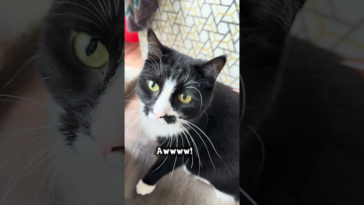 Enlarge Rosa, a Adoptable mixed breed in Libertyville, IL video 6/6