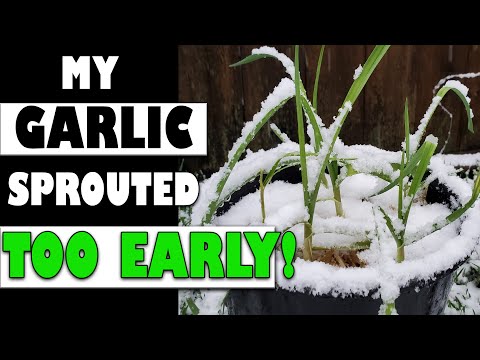 Garden Quickies Volume 1 Episodes 1 to 10