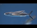 Flying Fish With Amazing Skills To Escape Sea Predators