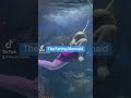 The Farting Mermaid Fart Funny Farting Mermaid Mermaids