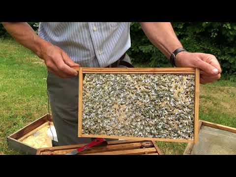 Swarm Management - Part 1 With Cotswold Bees