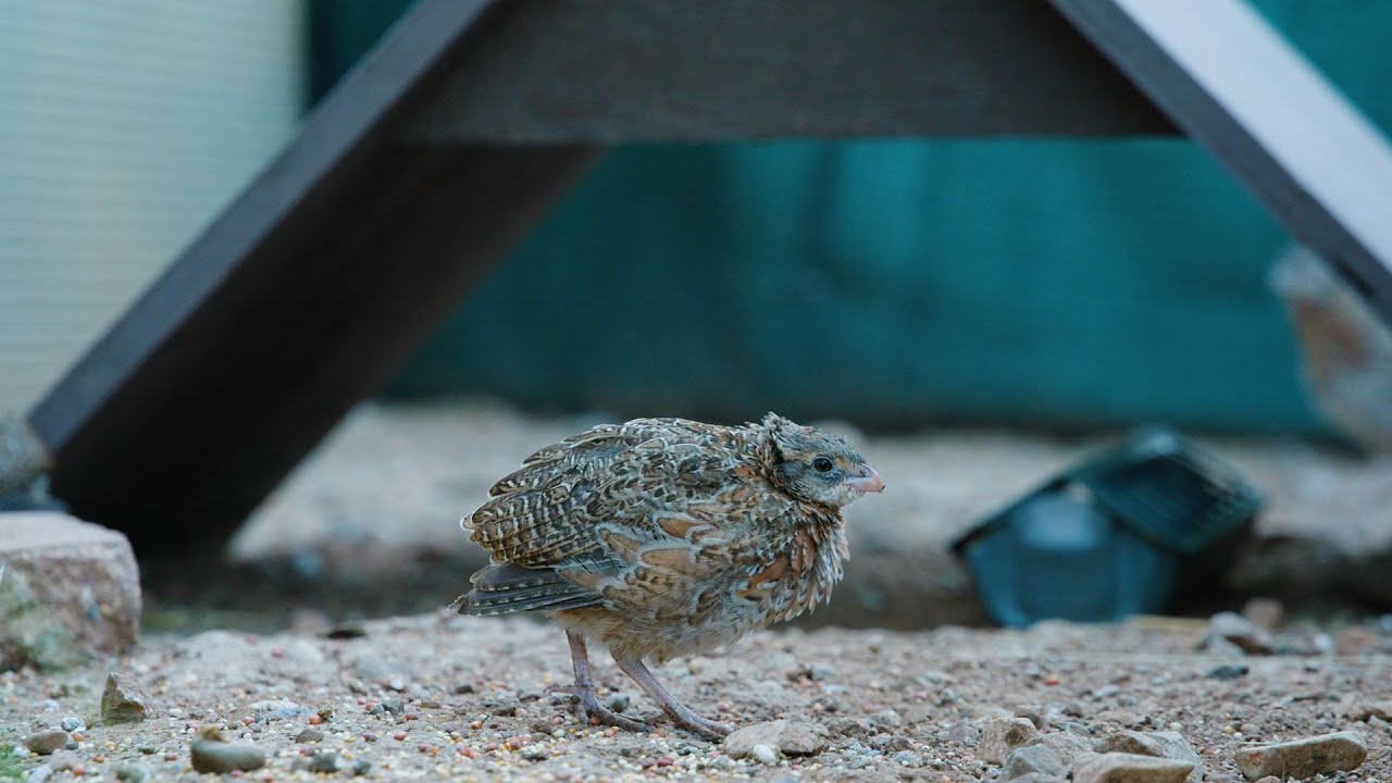 The Masked Bobwhite