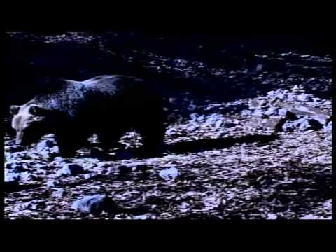 ONDA TG 10.09.2014 - INCURSIONI ORSO A PETTORANO AZIONI COMUNE E RISERVA