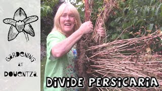 Dividing a Giant Running Persicaria & YouTube Lies