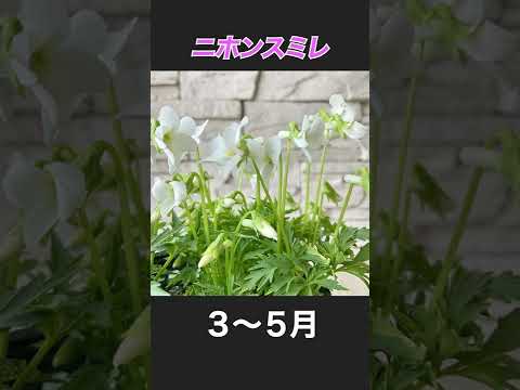 日陰の庭に光を必要としない植物はどれですか?美しい花を咲かせる5種  庭園