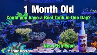 Could you have a Reef tank in one day?