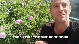 פלרגון חריף (גרניום לימוני) צמח חזק ופורח