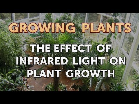 How to Nurse a Dying Ivy Plant Back to Life