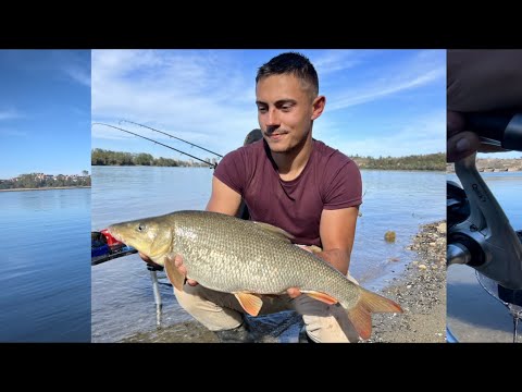 Pecanje krupne mrene na Dunavu