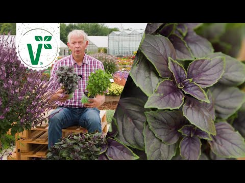 Dein Basilikum lebt nur kurz? Volker hat die Lösung!